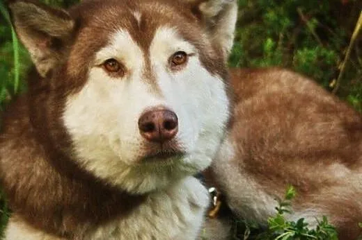 Nestii suczka husky malamute szuka aktywnego domu,