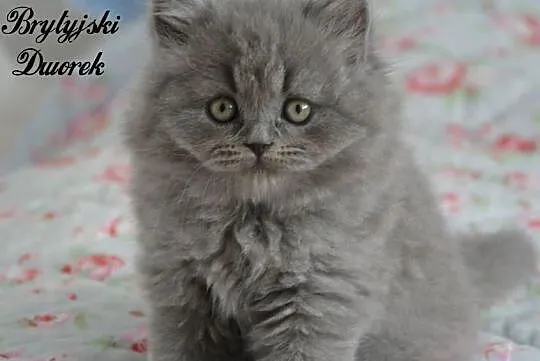 Kot brytyjski kocurek długowłosy