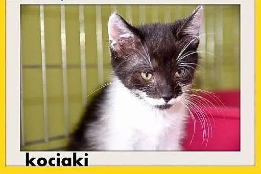 Kocięta,kocurki,kociczki, różne.ADOPCJA, dolnośląskie Wrocław