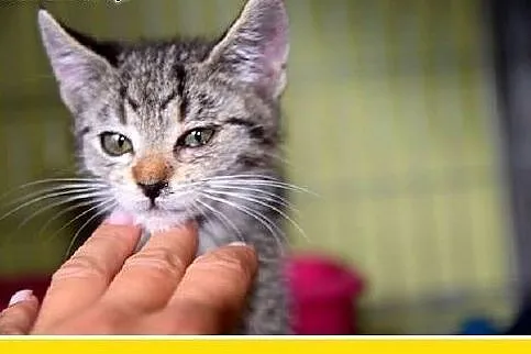 Kocięta,kocurki,kociczki, różne.ADOPCJA,  dolnoślą