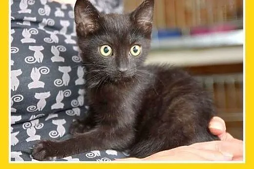 Kocięta,kocurki,kociczki, różne.ADOPCJA,  dolnoślą