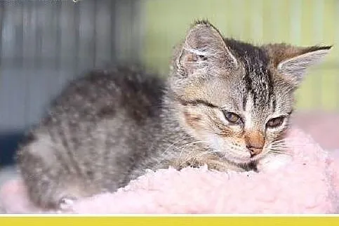 Kocięta,kocurki,kociczki, różne.ADOPCJA,  dolnoślą