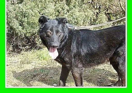 Kontaktowy,przyjazny,wesoły,energiczny,pies Labek,