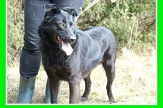 Kontaktowy,przyjazny,wesoły,energiczny,pies Labek,