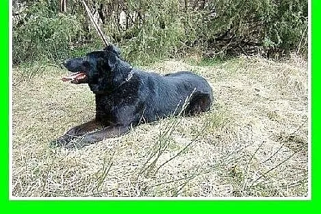 Kontaktowy,przyjazny,wesoły,energiczny,pies Labek,