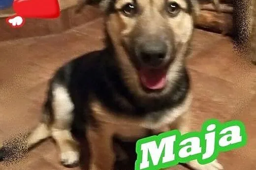 Śliczna Maja wiek 4 miesiące szuka swojego domku,  Kundelki cała Polska