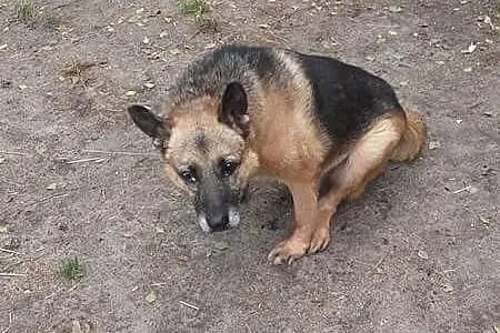 Łagodny, starszy piesek potrzebuje wyrozumiałego d