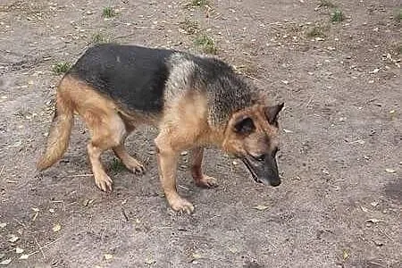 Łagodny, starszy piesek potrzebuje wyrozumiałego d