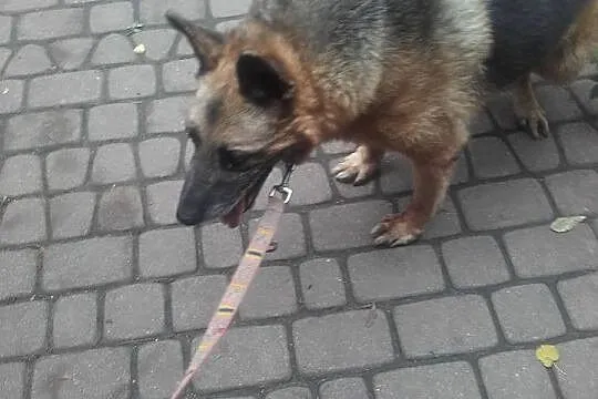 Łagodny, starszy piesek potrzebuje wyrozumiałego d