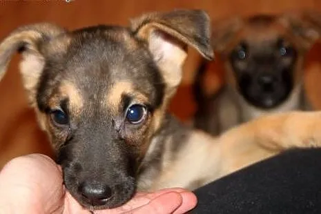 Konstancja - 10 tyg sunia do adopcji!,  mazowiecki