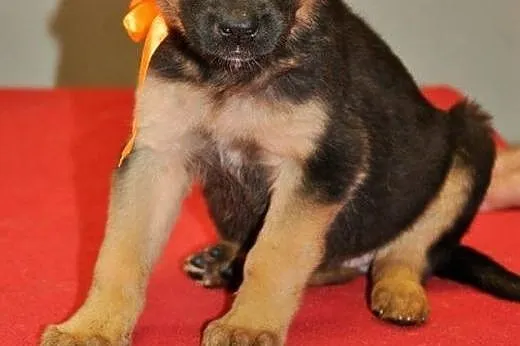 Konstancja - 10 tyg sunia do adopcji!,  mazowiecki