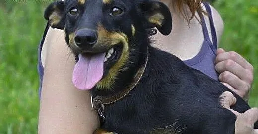 Żabcia-3/4 latka, 10 kg psiej miłości na wyciągnię