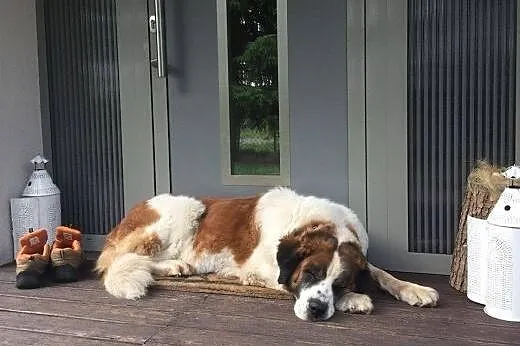 Roxi cudna kochana łagodna bernardynka czeka na do