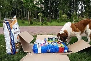 Roxi cudna kochana łagodna bernardynka czeka na do