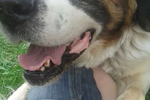 Roxi cudna kochana łagodna bernardynka czeka na do