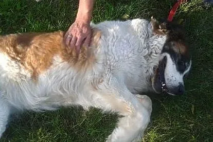 Roxi cudna kochana łagodna bernardynka czeka na do