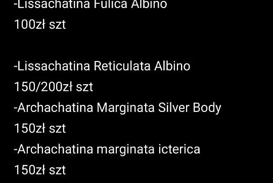 Ślimaki Afrykańskie różne odmiany
