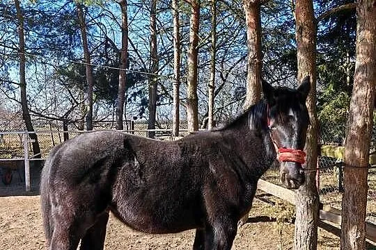 Ogierek śląski pełny papier Latino, Łódzkie, Sulmierzyce