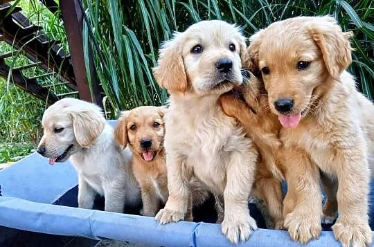 Golden retriever suczka