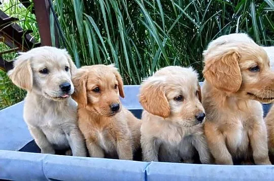 Golden retriever suczka, Świętokrzyskie, Chodków Stary