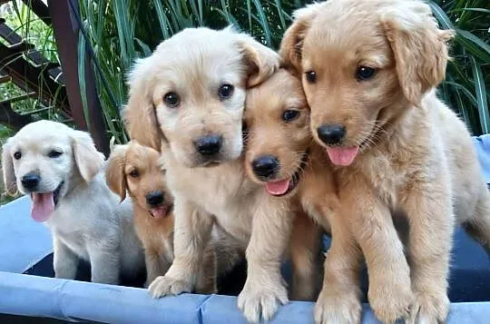 Golden retriever suczka, Świętokrzyskie, Chodków Stary