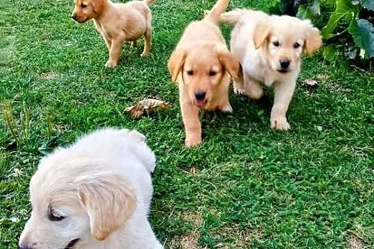 Golden retriever suczka, Świętokrzyskie, Chodków Stary