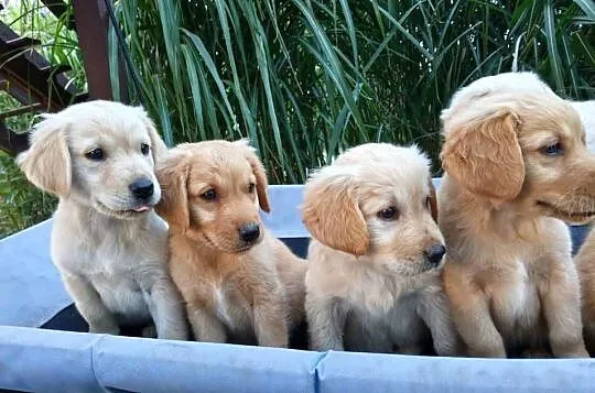 Golden retriever suczka, Świętokrzyskie, Chodków Stary