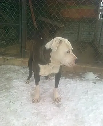 Alanos