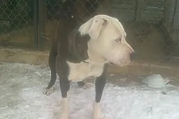 Alanos