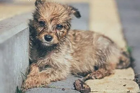 Marysiątka - sześć maluchów do pilnej adopcji!,  mazowieckie Warszawa