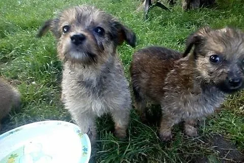 Marysiątka - sześć maluchów do pilnej adopcji!,  m