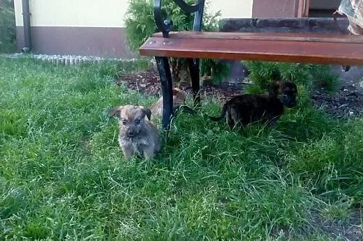Marysiątka - sześć maluchów do pilnej adopcji!,  m