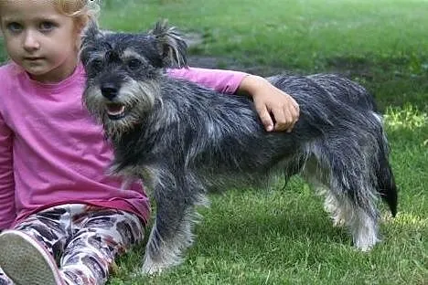 Maluch Jerry do adopcji, a może ktś go jednak szuka?,  mazowieckie Warszawa