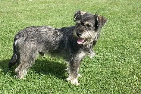 Maluch Jerry do adopcji, a może ktś go jednak szuk