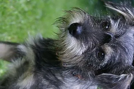 Maluch Jerry do adopcji, a może ktś go jednak szuk