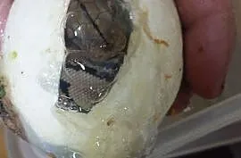 Python reticulatus - Pyton, Żory