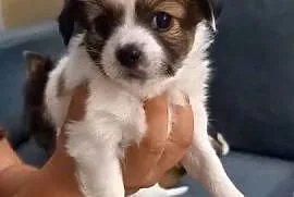 Szczeniaki Chihuahua