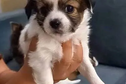 Szczeniaki Chihuahua, Mazowieckie, Reducin