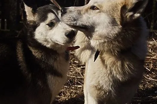 Freki - młody psiak w typie siberian husky do adopcji,  śląskie Katowice