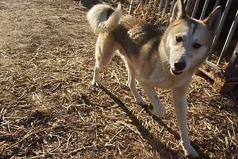 Freki - młody psiak w typie siberian husky do adop