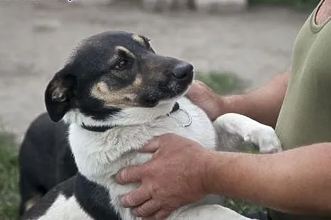 ROKI Uroczy kundelek do pokochania :),  wielkopols