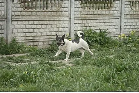 ROKI Uroczy kundelek do pokochania :),  wielkopols