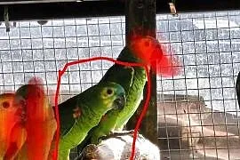 Samica trzyletnia amazonki niebieskoczelnej