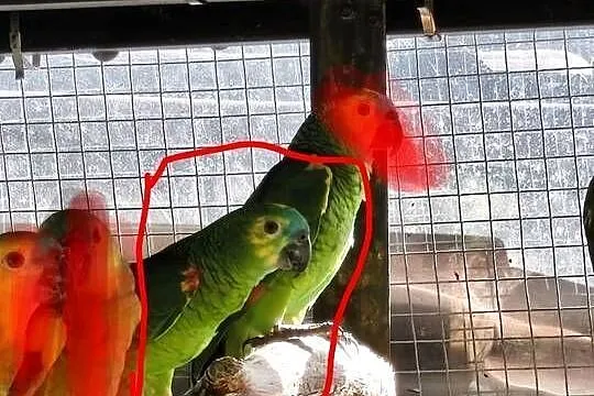 Samica trzyletnia amazonki niebieskoczelnej, Małopolskie, Olkusz