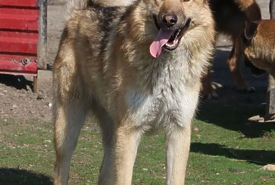 Roczny Lolek, bardzo grzeczny, dzieciolubny - poko