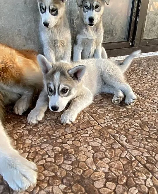 Syberian Husky, Kujawsko-pomorskie, Radziejów