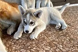 Syberian Husky