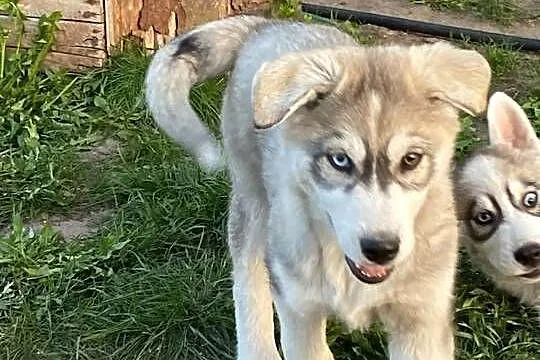 Syberian Husky, Kujawsko-pomorskie, Radziejów