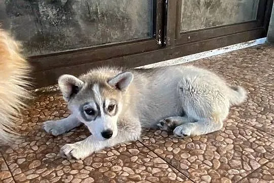 Syberian Husky, Kujawsko-pomorskie, Radziejów