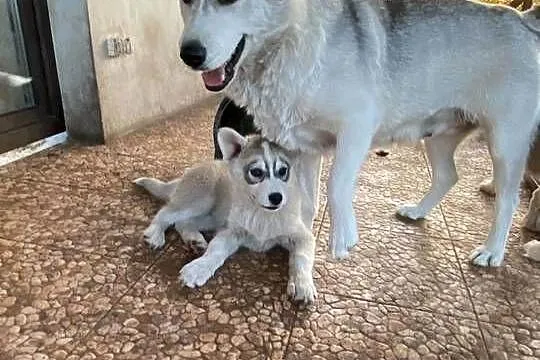 Syberian Husky, Kujawsko-pomorskie, Radziejów